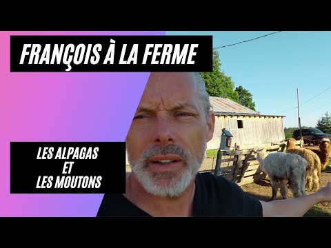, title : 'Les alpagas au Québec et la race de mouton ile de France'