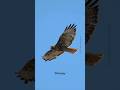Red-tailed Hawk in flight #hawks #birdlovers #wildlife #birdsofyoutube #birdsofprey