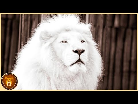 Die 10 seltensten Tiere der Welt