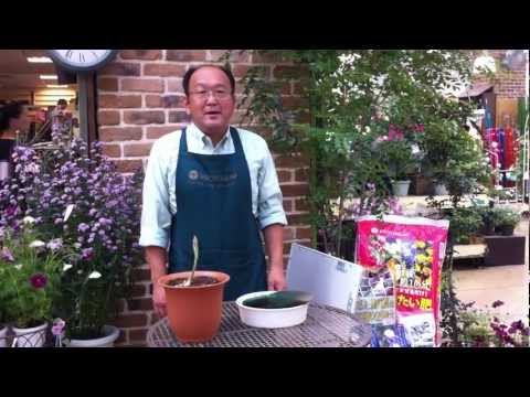 園芸 アルジェアイリス、ウィンターアイリス