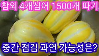 비닐하우스 참외 4개심어 1500개 따기 중간점검 과연 가능성은? 주말농장,텃밭,인간극장,전원일기,귀농,귀촌