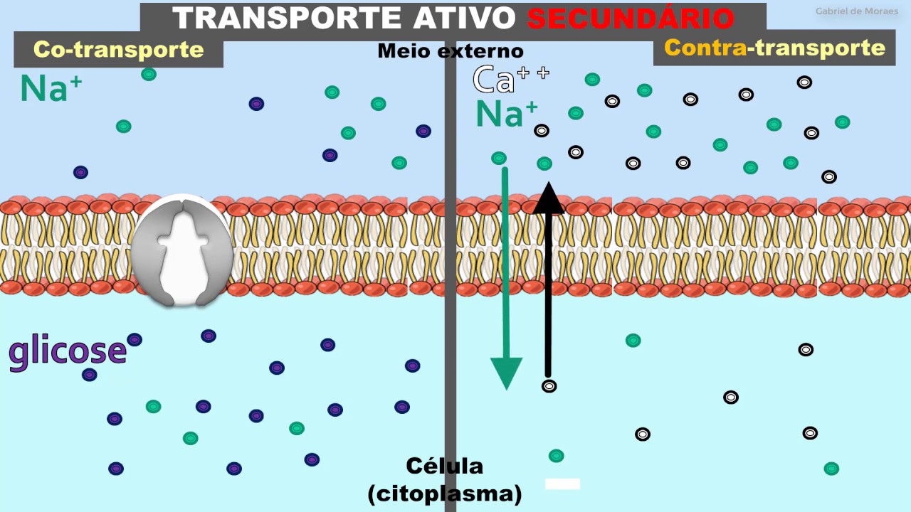Transporte pela Membrana - Difusão e Osmose\, image size:1280x720