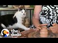Cat Can't Get Enough Of Mom's Pottery Wheel | The Dodo