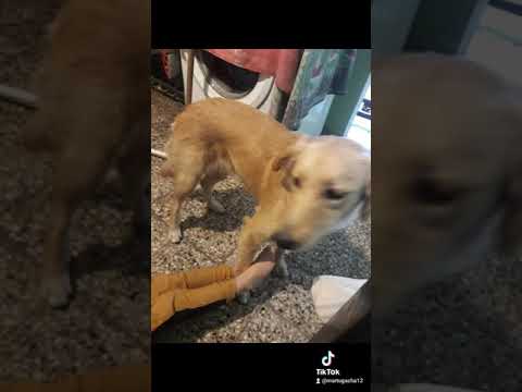 asadas mi dayra (perro rubia)y ciro(el marron) , mi luciano