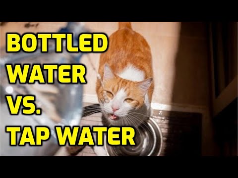 Is Bottled Water Better For Cats?