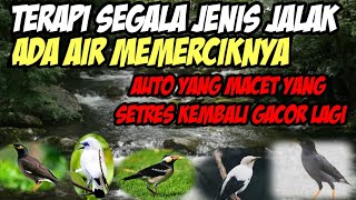 Download lagu terapi segala jenis jalak paling ampuh langsung gacor lagi‼️ mp3