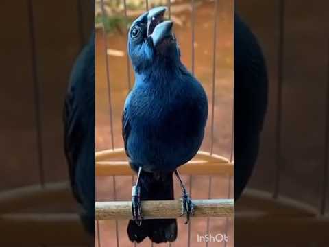 OLHA O CANTO DESSE AZULAO ! #azulao #azulaonordeste #birds