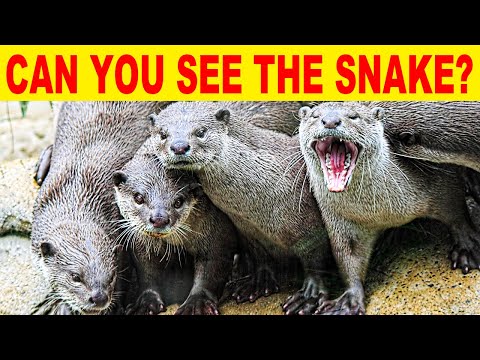 FIND THE HIDDEN ANIMALS | NO ONE CAN FIND ALL THE HIDDEN ANIMALS!! | 100% FAIL | PUZZLE | BRAIN TEST