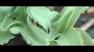 Download lagu Wahyu OS & Dian Piesesha   Rindu Terpendam _Karaoke E1 mp3