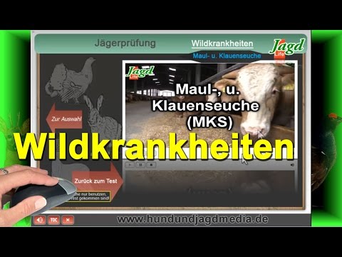 Wildkrankheiten interaktiv - www.hundundjagdmedia.de