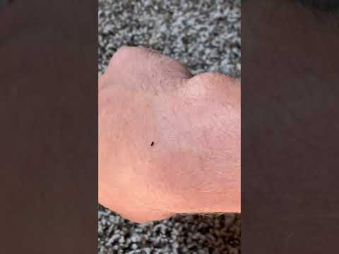 猫のノミの侵入