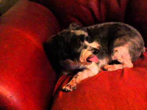 Video of adoptable pet named Kaylene