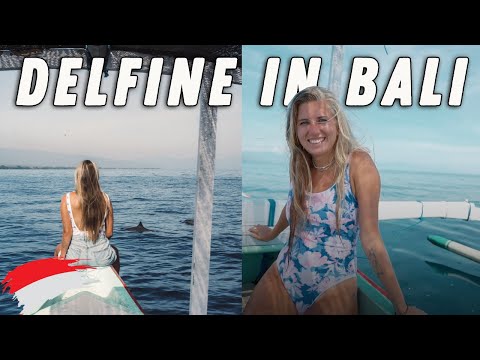 Swimming with free DOLPHINS in BALI | EVERYTHING YOU need to know | Lovina Travel Guide Holiday D...
