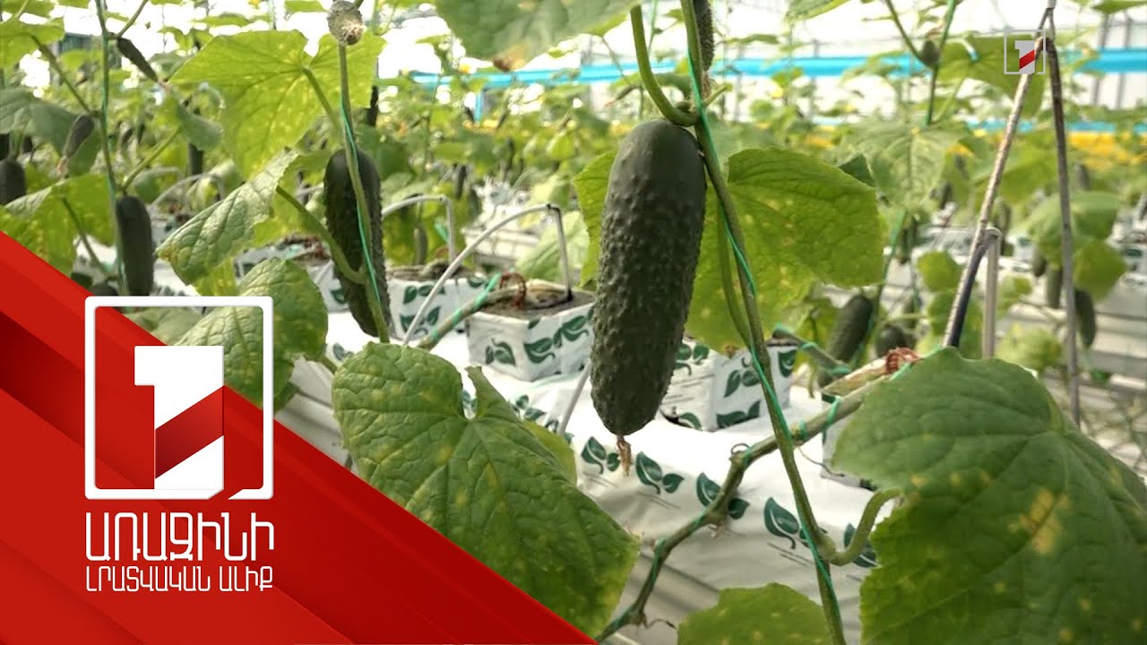 Հիդրոպոնիկ ջերմատուն՝ Մրգաստանում