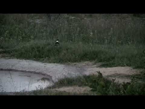 Djuma: Blacksmith Lapwings at the pan - 18:53 - 12/01/2022