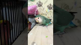 Download lagu Lovebirds talking #rbnbirds #birds #pets #shorts mp3