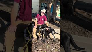 Video preview image #1 Doberman Pinscher Puppy For Sale in Pasadena, CA, USA