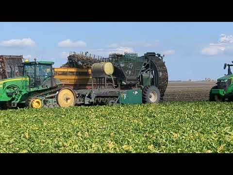 Sugarbeet Mafia nuts to butts!