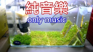 聽聽音樂 | 看看蝦缸 | 一呎蝦缸 | 放鬆放鬆