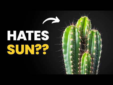 Most People Get This Wrong About Their Cactus