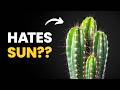 Most People Get This Wrong About Their Cactus