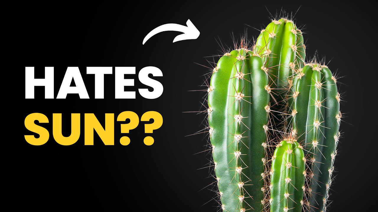 Most People Get This Wrong About Their Cactus