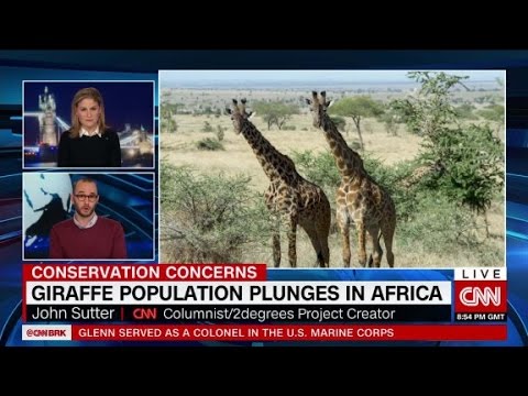 image-How many giraffes are left in Africa?