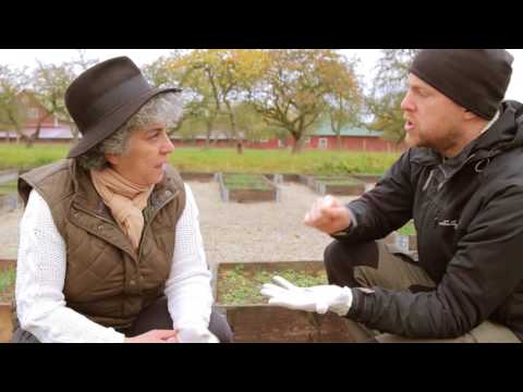 På besök i saffransodlingen