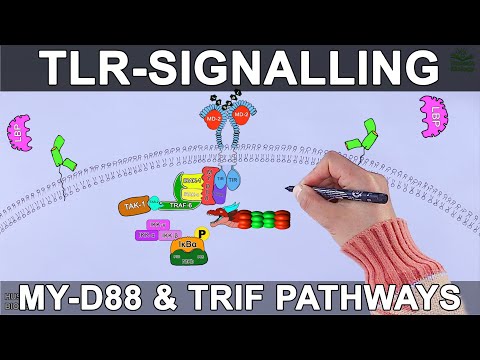 TLR Signalling Pathway