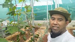 Semua varietas bunga anggur sdh slsi polinasi di 49 HSP
