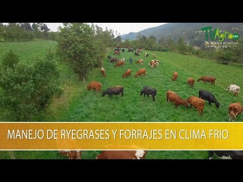 , title : 'Manejo de Ryegrases y Forrajes en Clima Frio- TvAgro por Juan Gonzalo Angel Restrepo'