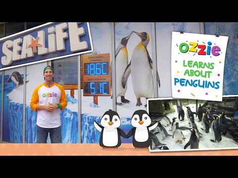 All About Penguins for Kids | Educational Video for Kids