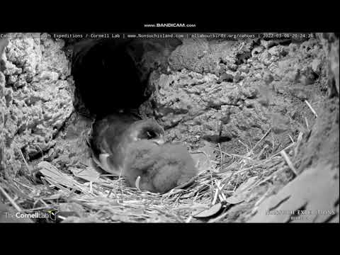 Endangered Bermuda Petrels, Cahow Cam Burrow 1 - 06 March 2022