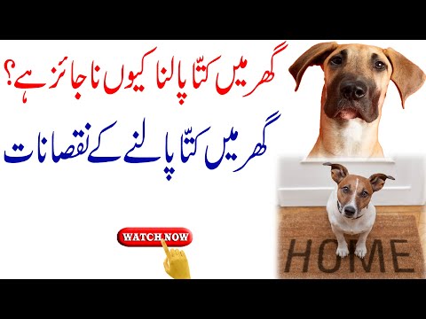 Ghar Me Kutta Palne Se Kya Hota Hai, Is Breeding Dogs At Home Permissible In Islam?, Shehzad Turabi