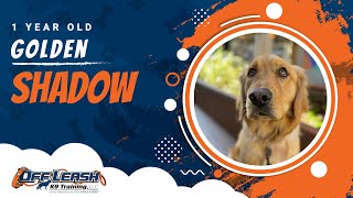 Download Lagu Best Golden Retriever Dog Training |Marina, CA| Shadow Thumbnail