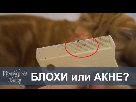 Часть2:Как понять АКНЕ или БЛОХИ у кошки?