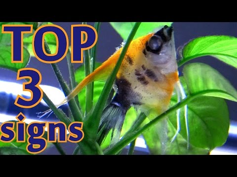 TOP 3 signs your fish is going to die