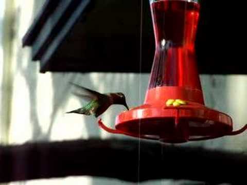 Male Anna's Hummingbird at feeder