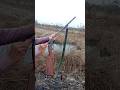 Duck hunting | Hunting with shotgun | 12 gauge shotgun for hunting | #shorts #hunting #villagelife