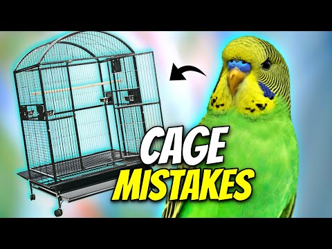 Part of a video titled You're Setting Up Your Bird Cage All Wrong! - YouTube