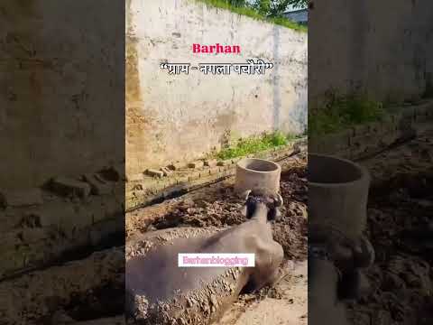 Nagla Pachauri ke kon kon hai comment karke Batao