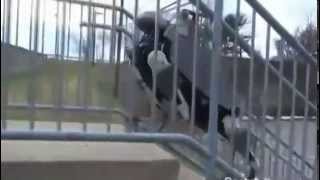 new robot of the year 2015