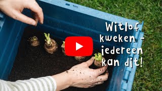 Witlof kweken met witlofwortels | je hebt geen tuin nodig!