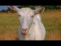 goat sounds 1 hour full hd