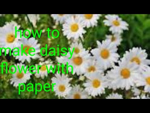 How to make daisy flower with paper by Asfia#daisyflower#