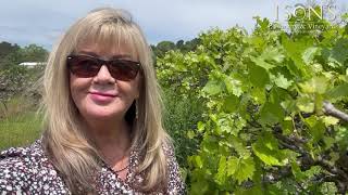Muscadine vines are blooming 4 15 25
