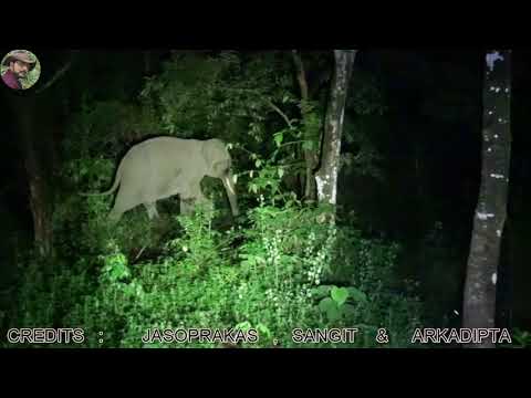 Elephant Herd At Night.