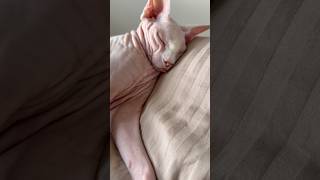舌をしまい忘れてぐっすり眠る猫アレクサンドラ【スフィンクス】