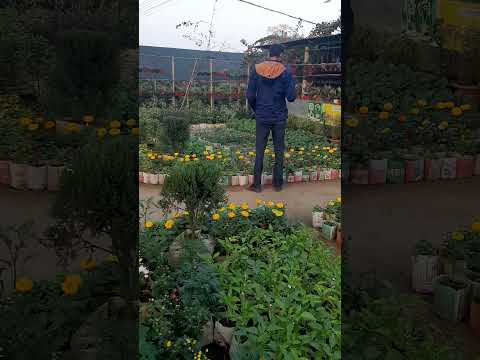 Flowers at Egal flower garden in Shamsher nagar. #love #song #flowerphotoshoot #lovelyflowers