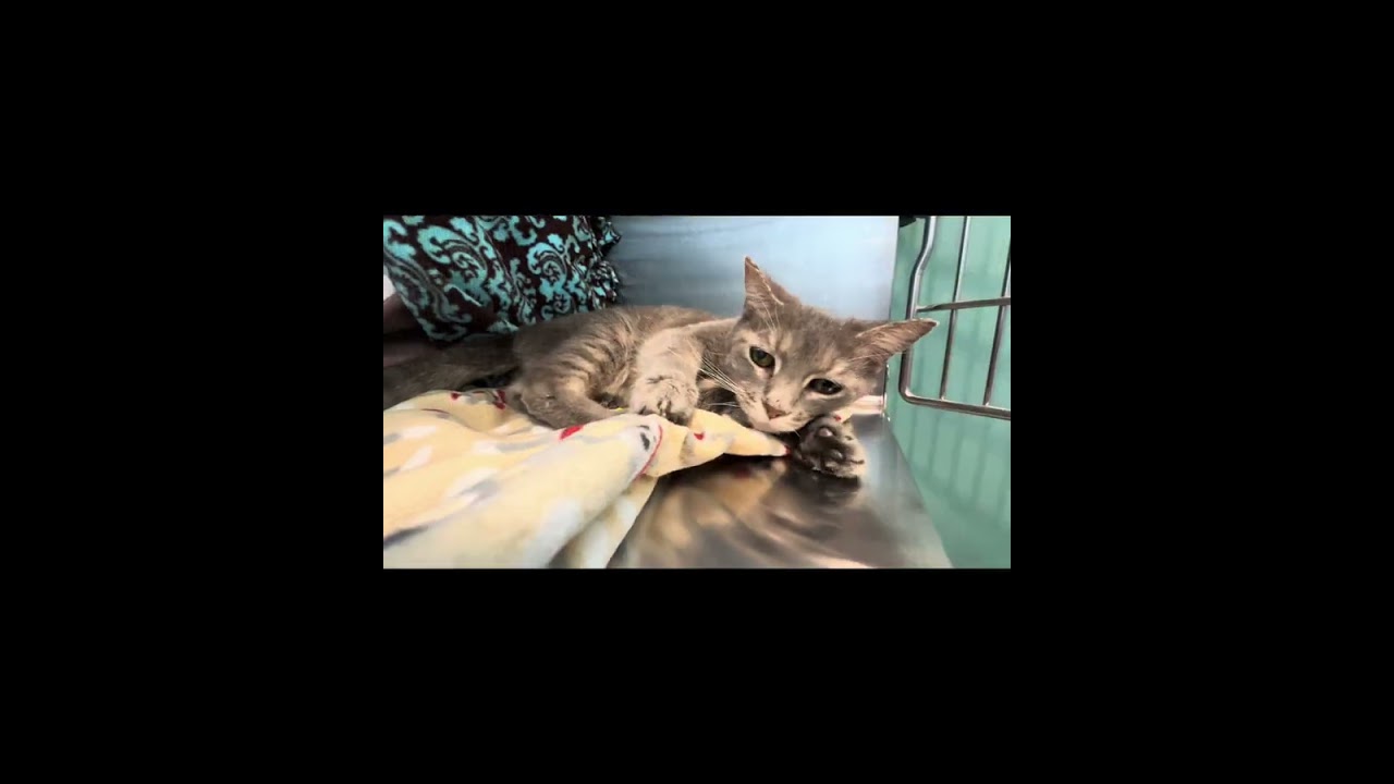 Enlarge Julie Andrews, a Adoptable Domestic Short Hair in Nashville, IN video 6/6